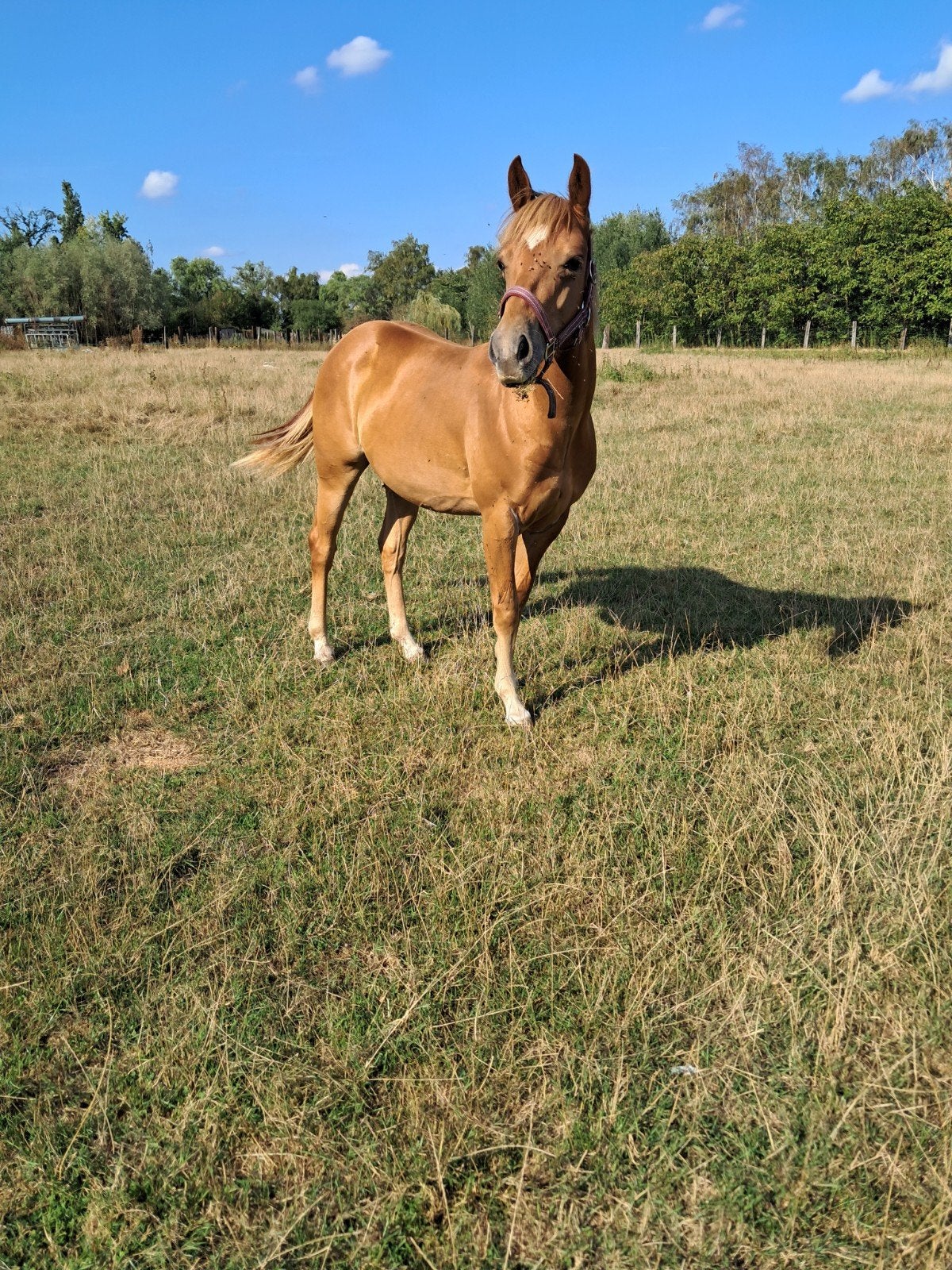 prachtige d pony, Dieren en Toebehoren, Pony's, Merrie