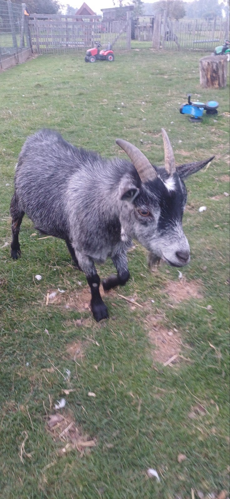 dwerggeit mieke, Dieren en Toebehoren, Vrouwelijk, 3 tot 5 jaar