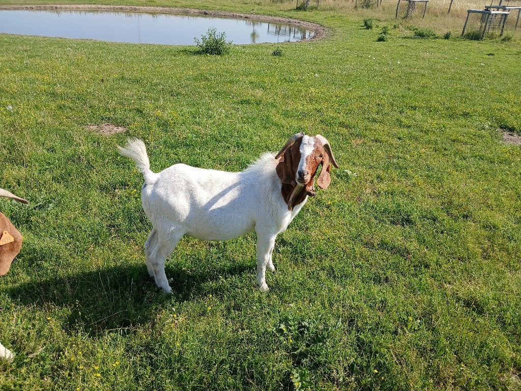boerengeit bok ruilen, Mâle, Chèvre, 3 à 5 ans