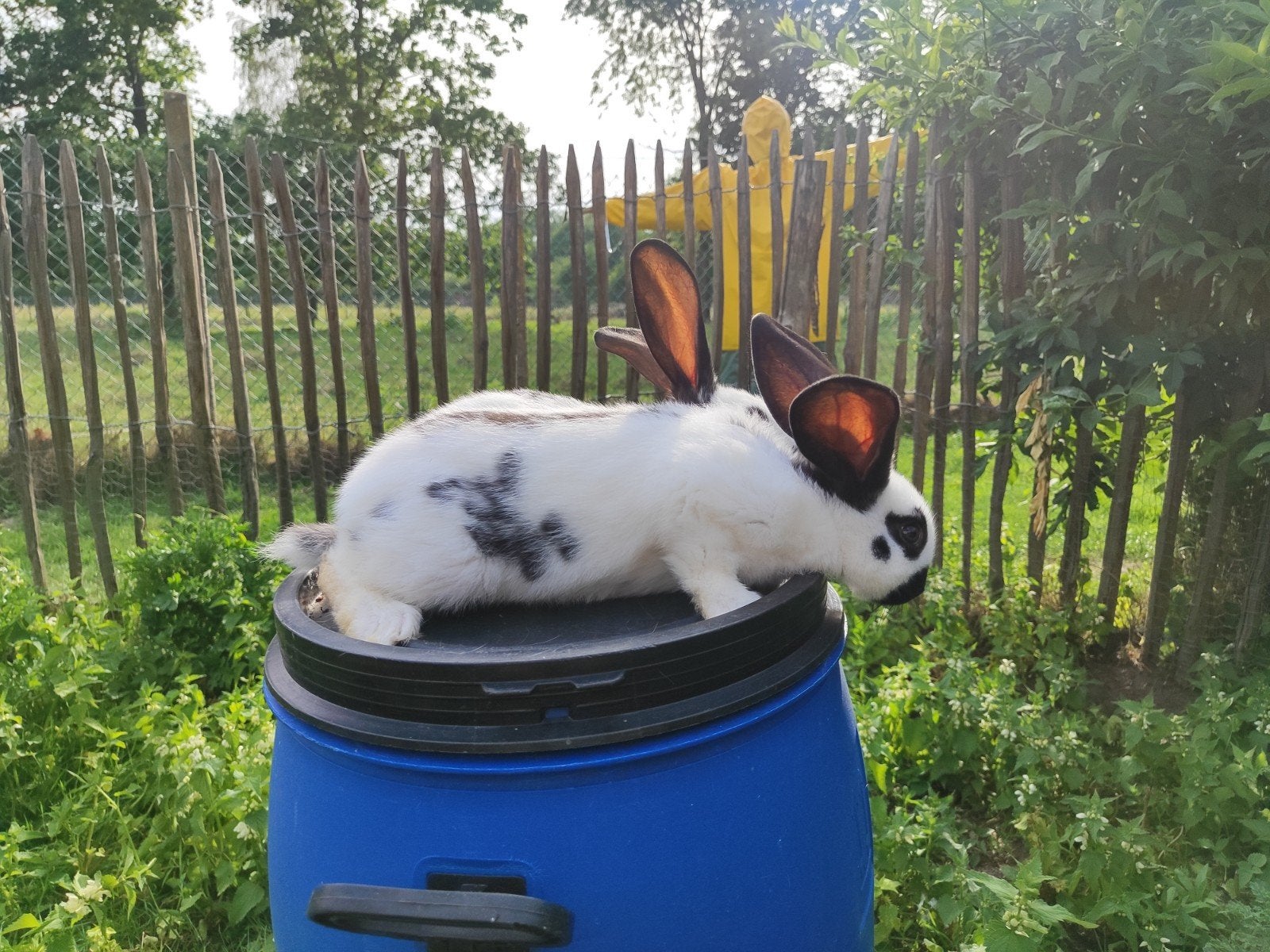 Reuzevlinder., Dieren en Toebehoren, Konijnen, Meerdere dieren, Groot, 0 tot 2 jaar