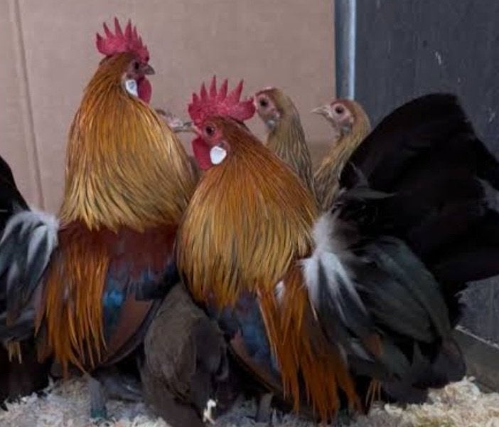 Hollandse krielen patrijskleur, Dieren en Toebehoren, Pluimvee