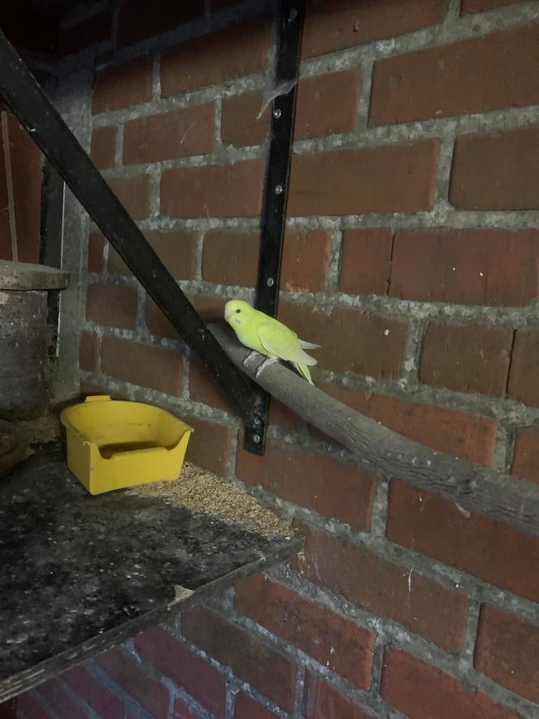 2 grasparkieten, Plusieurs animaux, Perruche