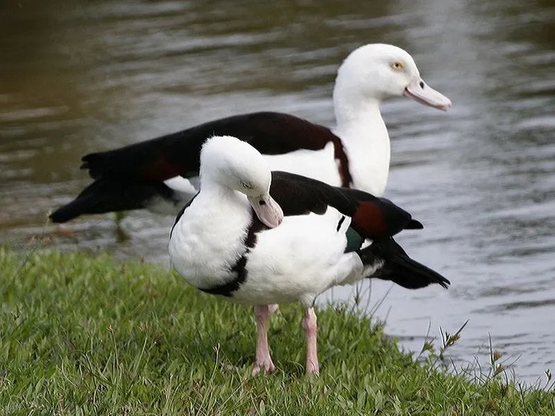 Gezocht: vrouwelijke radjah eend, Dieren en Toebehoren, Eend