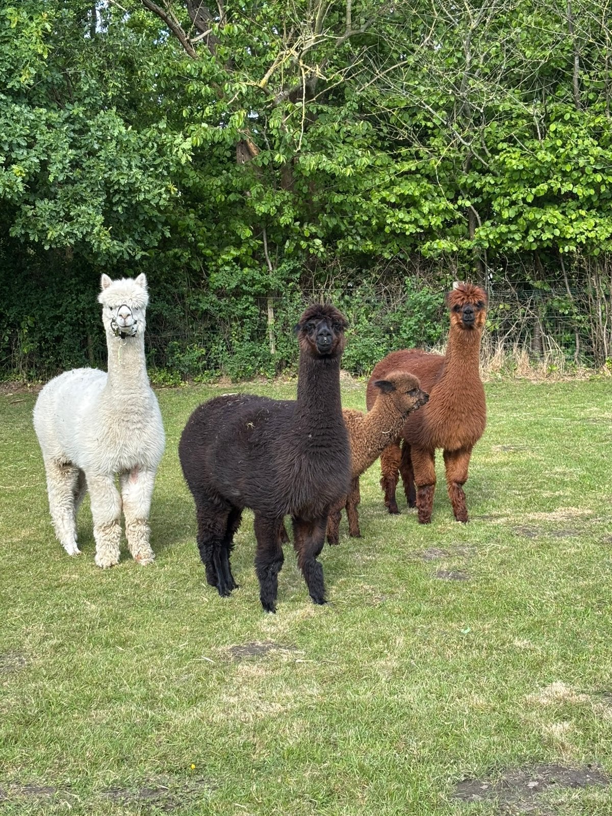 Alpaca, Dieren en Toebehoren, Mei, Meerdere dieren