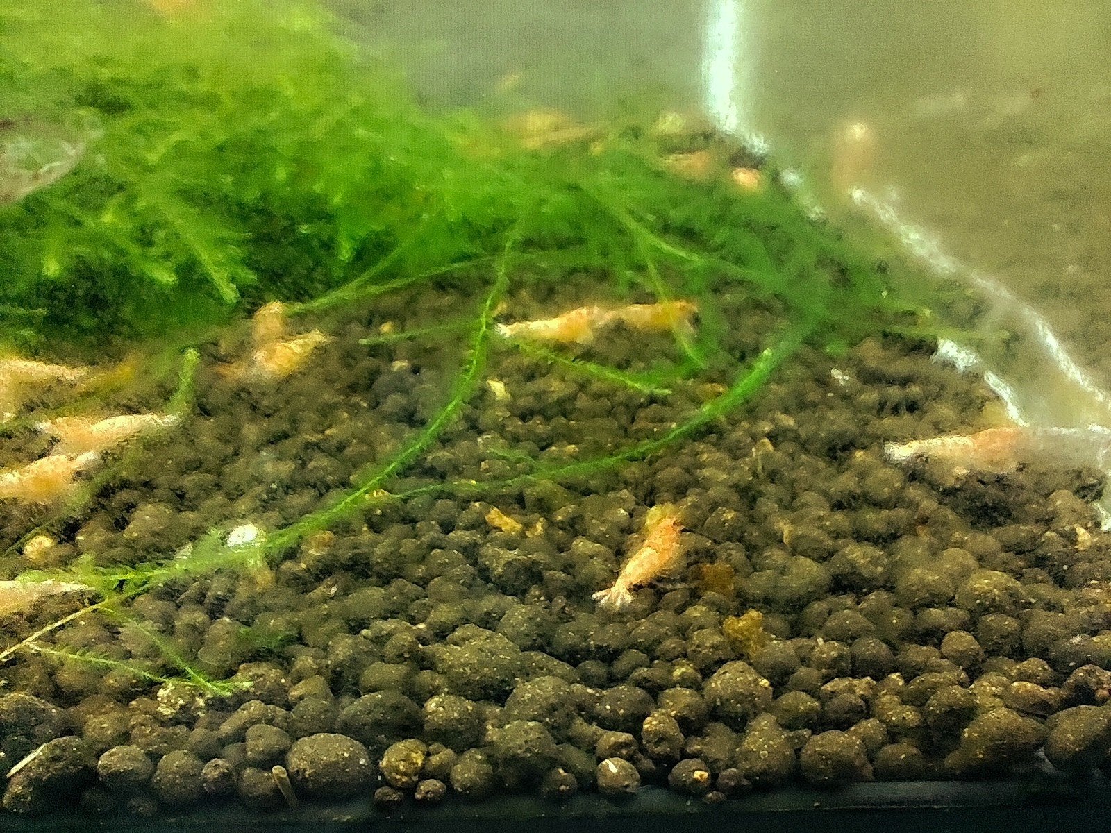 crevettes caridina red bolt, Animaux & Accessoires, Enlèvement ou Envoi