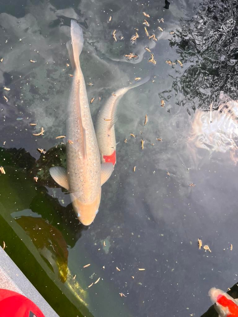 Verkoop japanse koi: ginrin asagi en showa, Dieren en Toebehoren, Karper of Koi