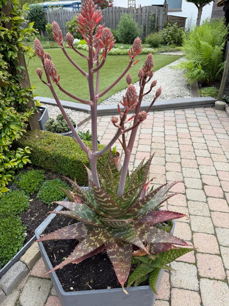 Zeepaloë Vera, Jardin & Terrasse, Plantes | Jardin, Enlèvement