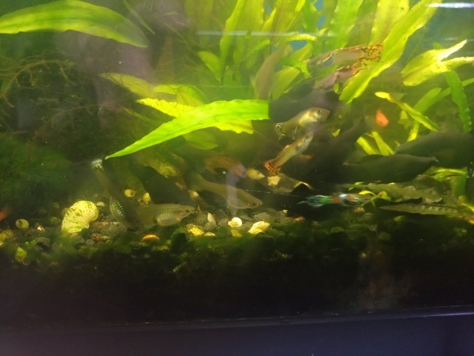 gratis Black Mollys, Endler guppies and zwaarddrager Mollys, Animaux & Accessoires, Poisson, Poisson d'eau douce