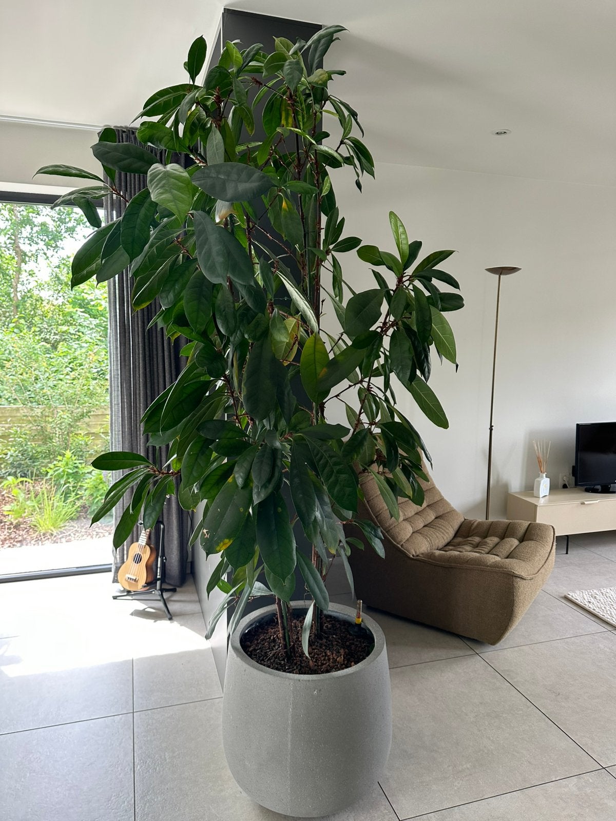 Planten met pot, Ophalen, Ficus
