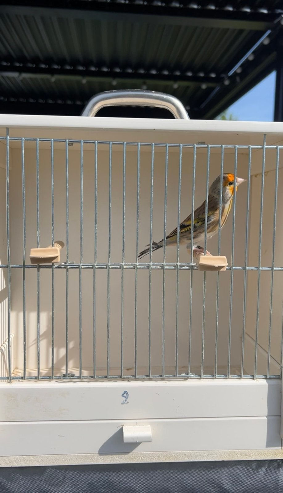 Métis chardonneret et canaris près de bastogne, Animaux & Accessoires