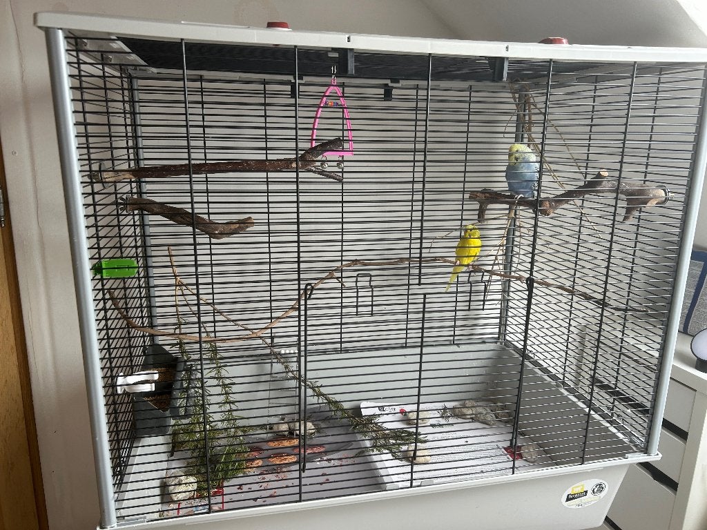 Parkieten met kooi, Animaux & Accessoires, Oiseaux | Perruches & Perroquets, Plusieurs animaux, Perruche