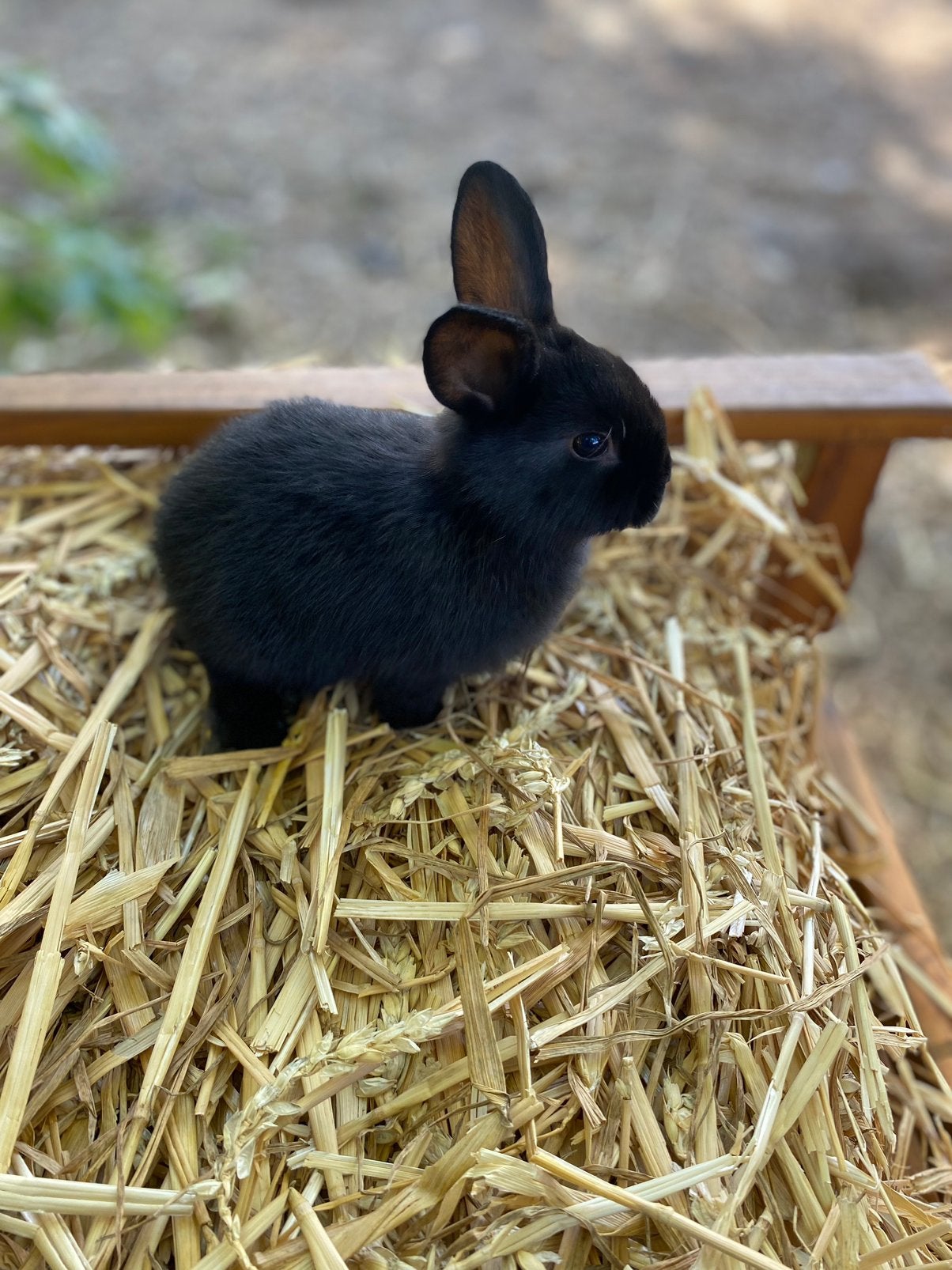 Dwergkonijn - mannetje, Dieren en Toebehoren, Mannelijk, Dwerg, 0 tot 2 jaar