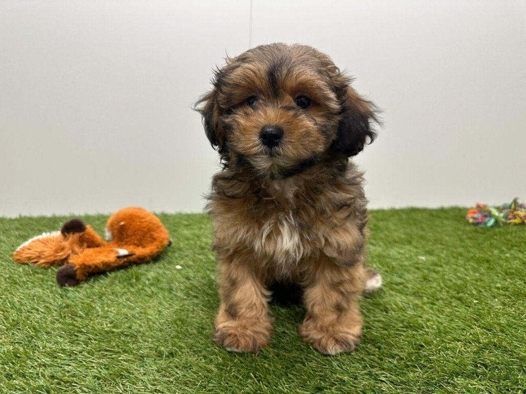 Havapoo pups, België, 8 tot 15 weken, Parvo, Meerdere