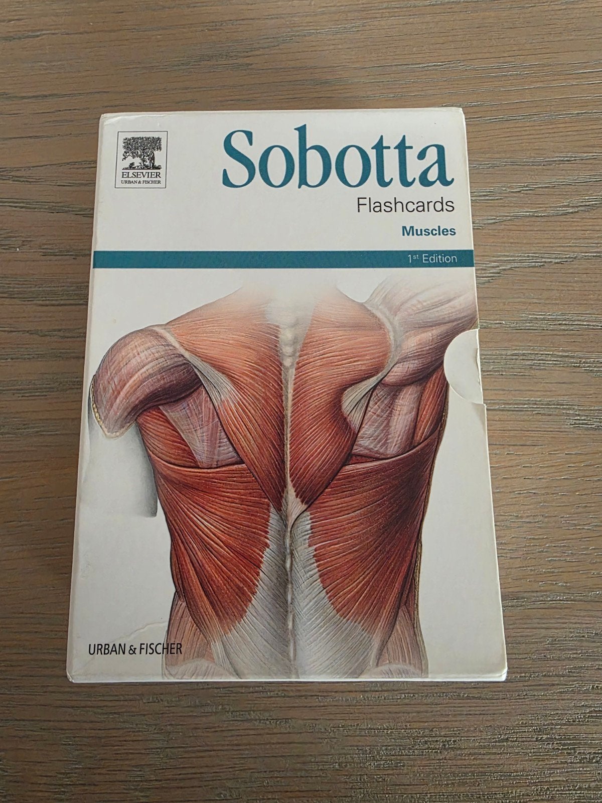 Sobotta Flashcards Muscles 1st edition, Boeken, Studieboeken en Cursussen, Ophalen of Verzenden, Zo goed als nieuw, Hoger Onderwijs