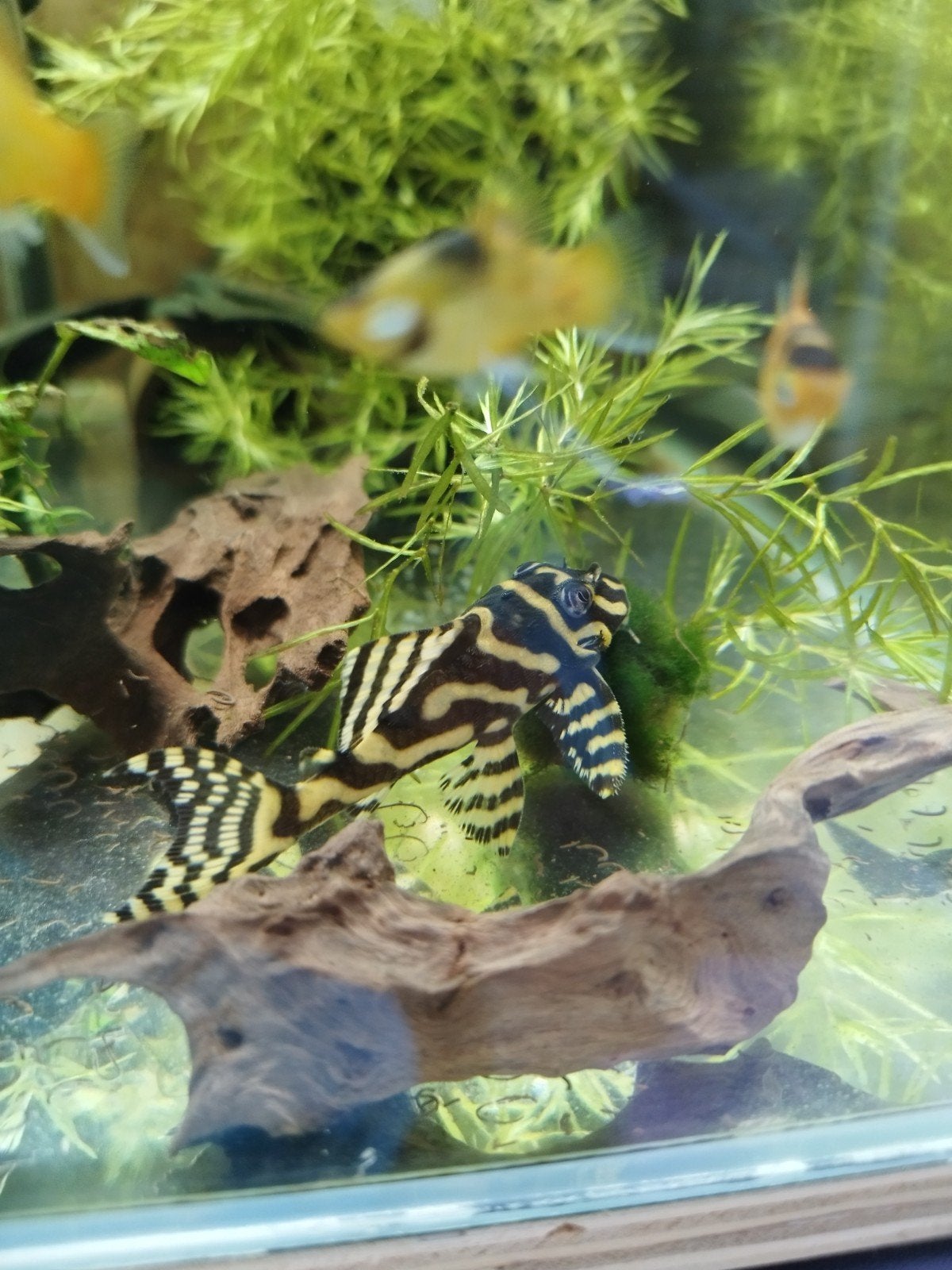 L333 hypancistrus, Dieren en Toebehoren, Vissen | Aquariumvissen