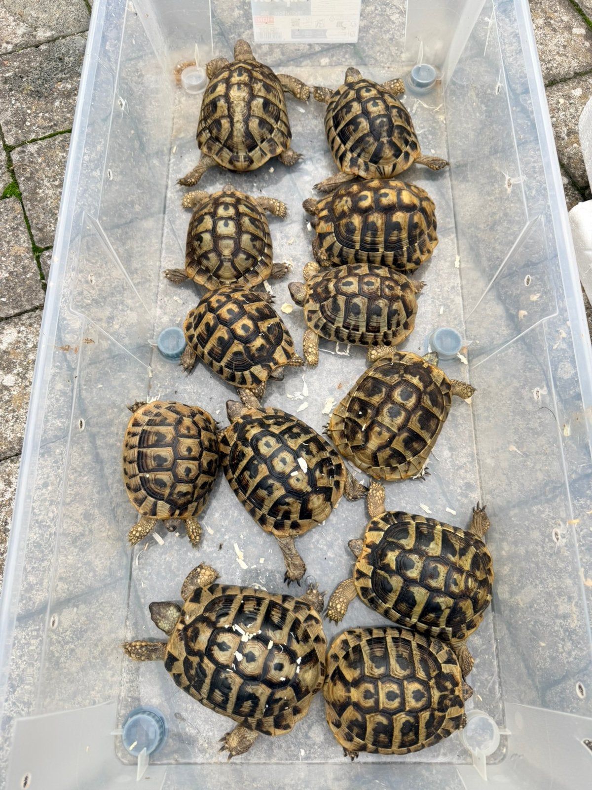 Tortues Herman boettgeri, Animaux & Accessoires
