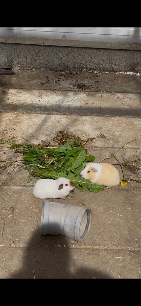 2 knappe cavias tam, Mâle, Domestique, Janvier, Cobaye