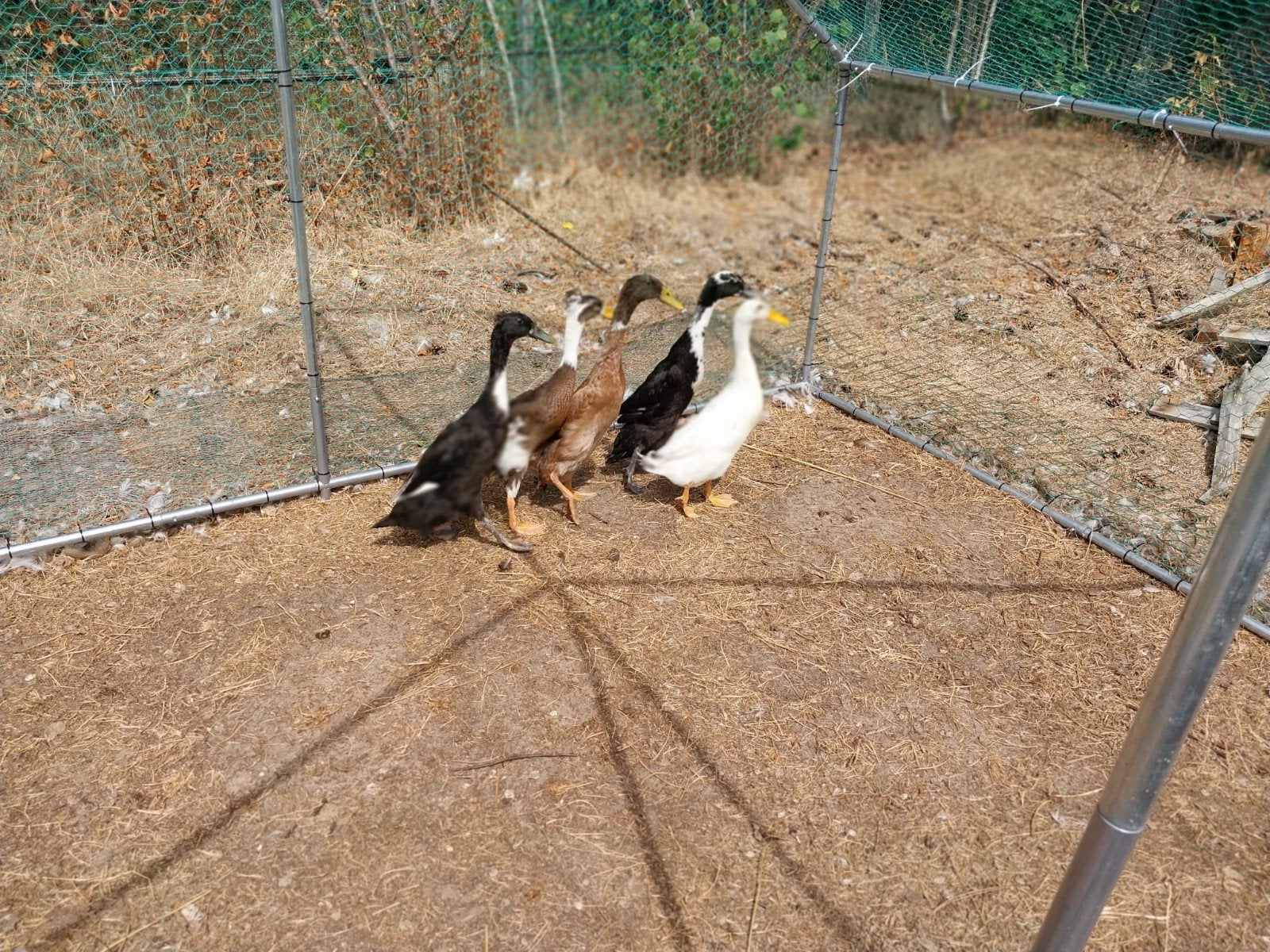 canards indiens (drakes), Mâle, Canard