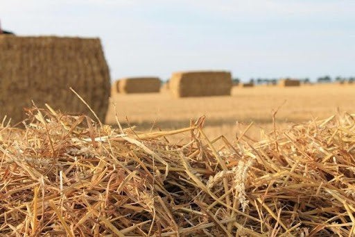 Tarwestro oogst 2026, Dieren en Toebehoren, Dierenvoeding, Ophalen, Vee