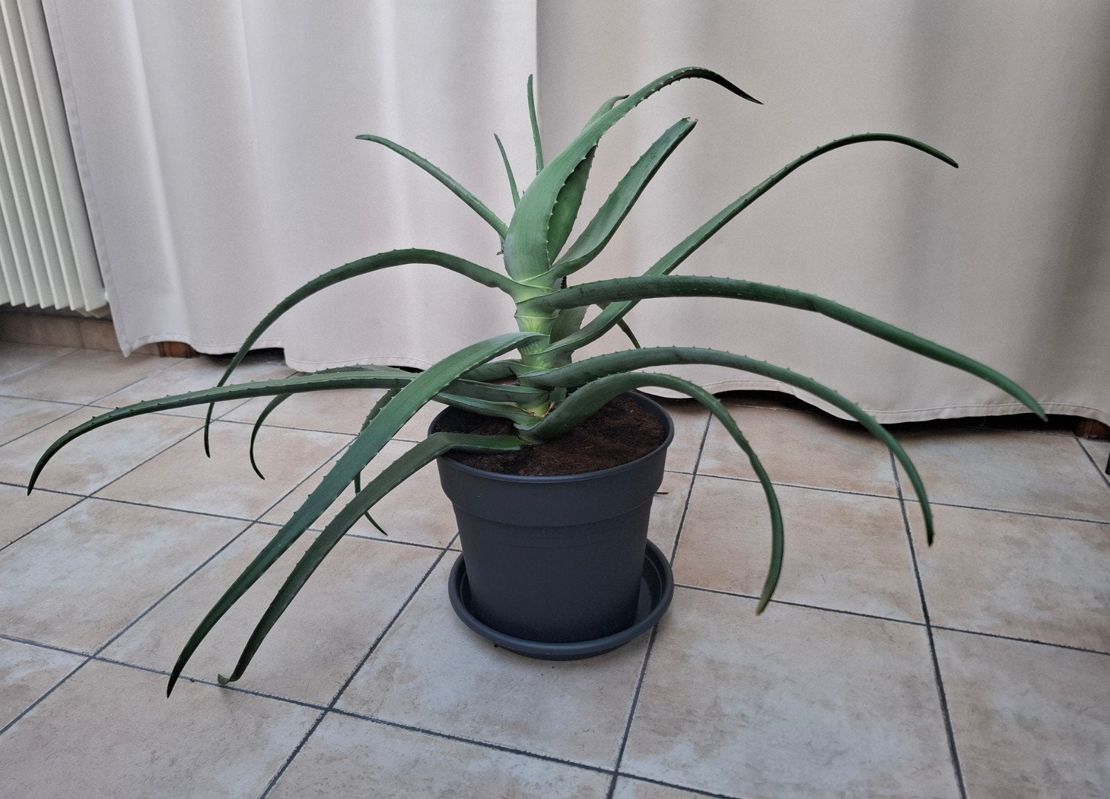 Plante d'aloe vera hauteur 70 cm, largeur 95 cm, Enlèvement, Moins de 100 cm