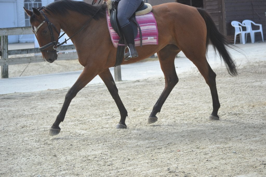 Lieve fijne merrie, B, 160 à 165 cm, Cheval de récréation, Jument