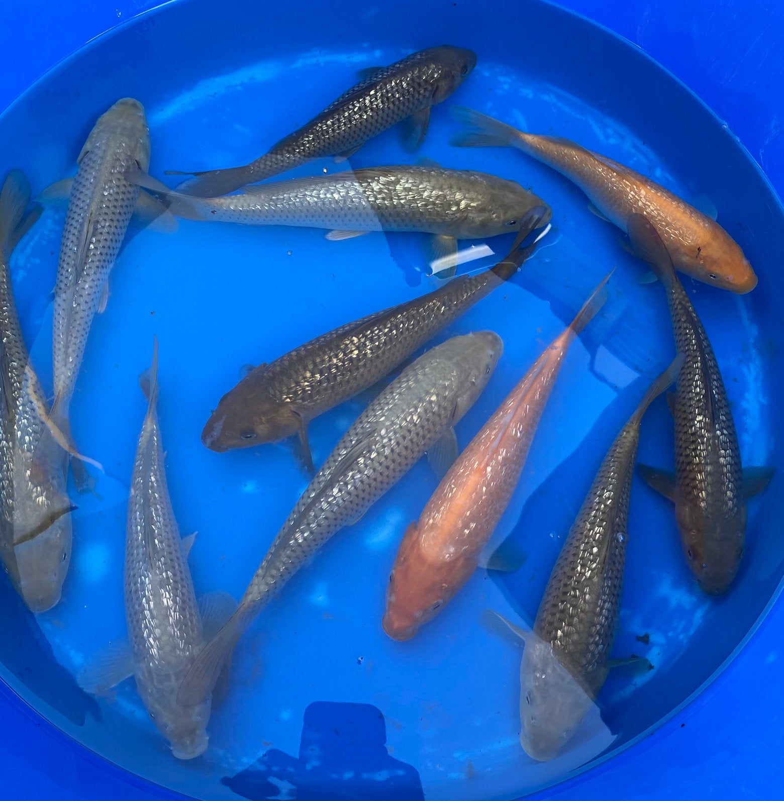 Jumbo Tosai : Ginrin Chagoi/Soragoi/ (rouge) Karashigoi, Carpe ou Koï