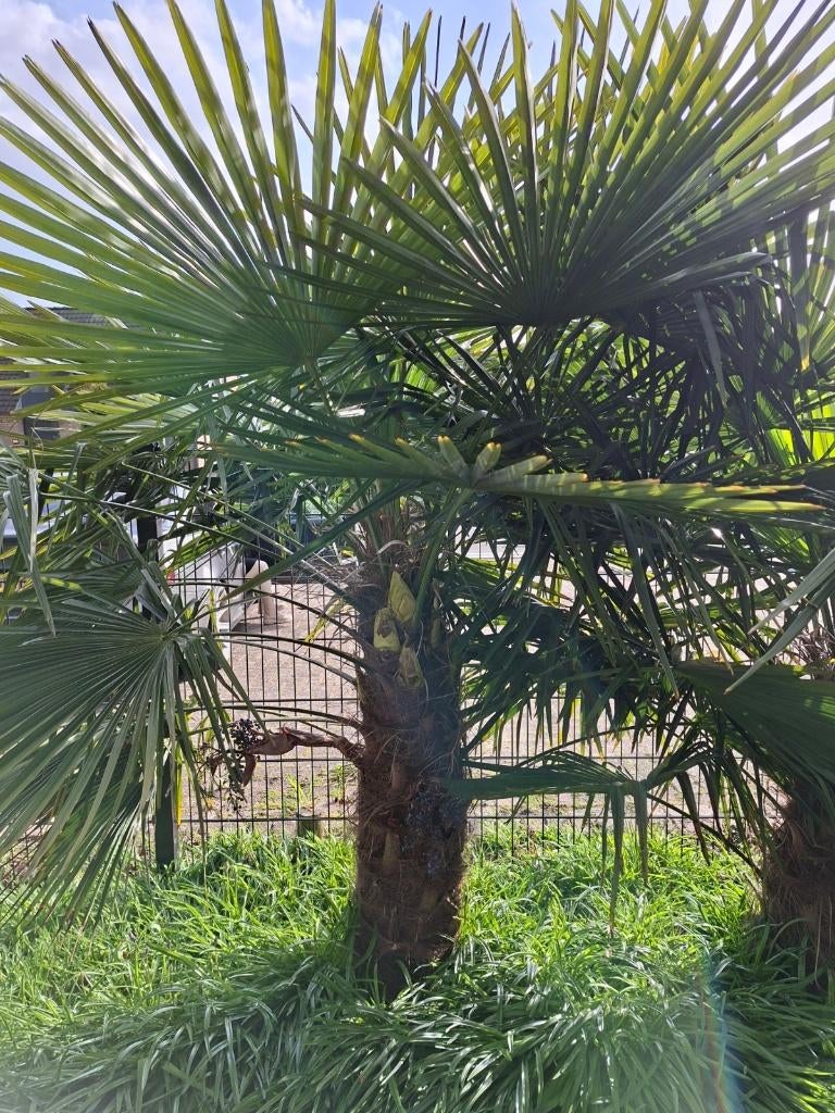 Palmbomen in pot, taxus baccata, Ophalen, Taxus