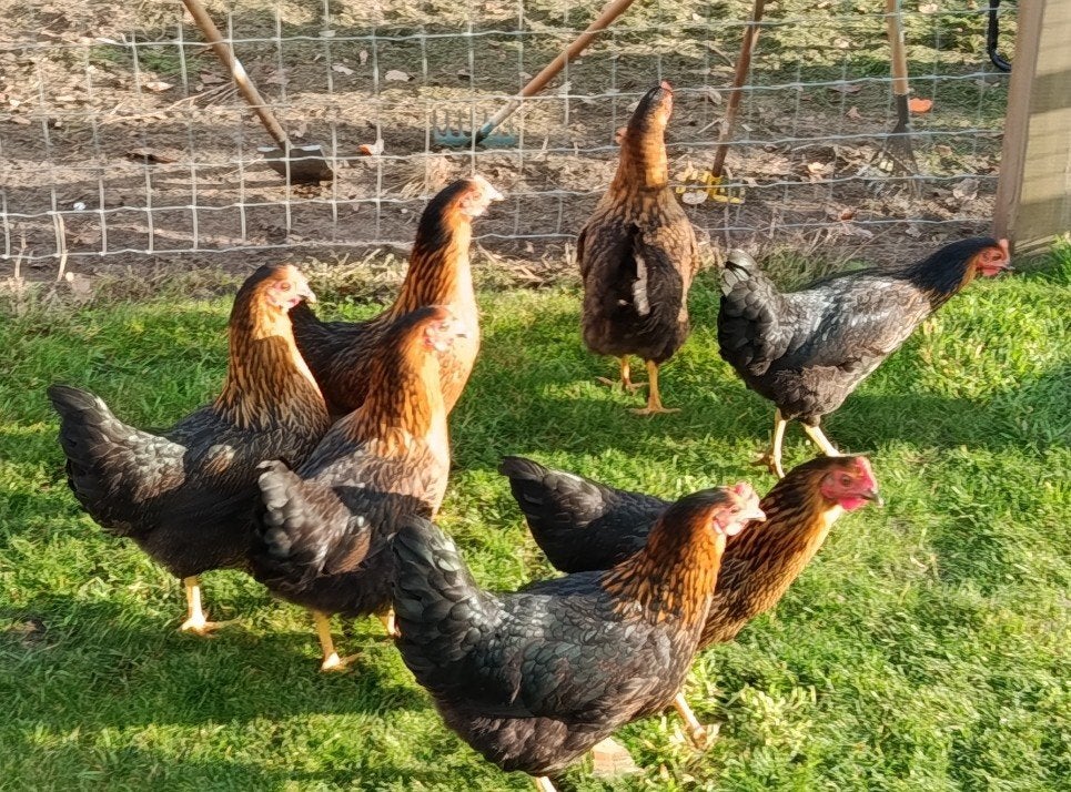 jonge harco legkippen, Dieren en Toebehoren, Pluimvee, Kip