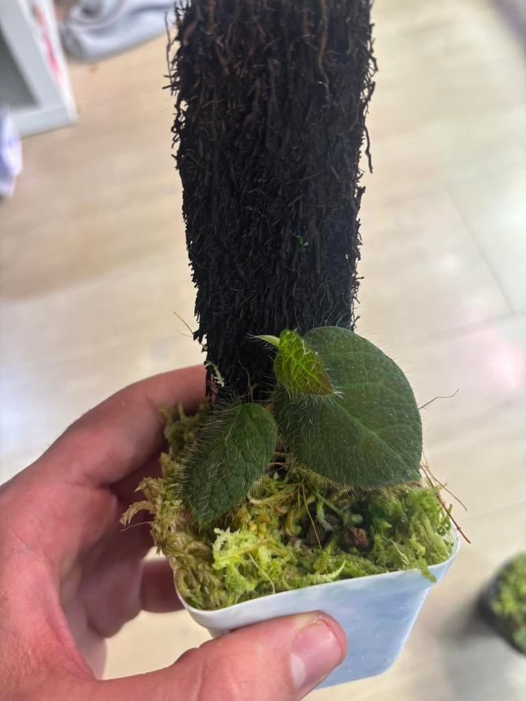 Terrarium plant (ficus villosa), Dieren en Toebehoren, Ophalen of Verzenden, Nieuw, Tak, Plant, Rots of Steen