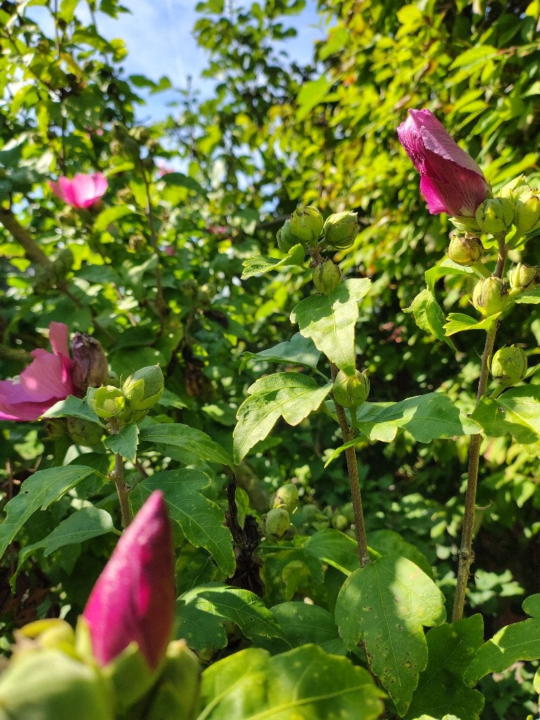 Hibiscus, Jardin & Terrasse, Autres espèces, Été, Enlèvement, Plante fixe