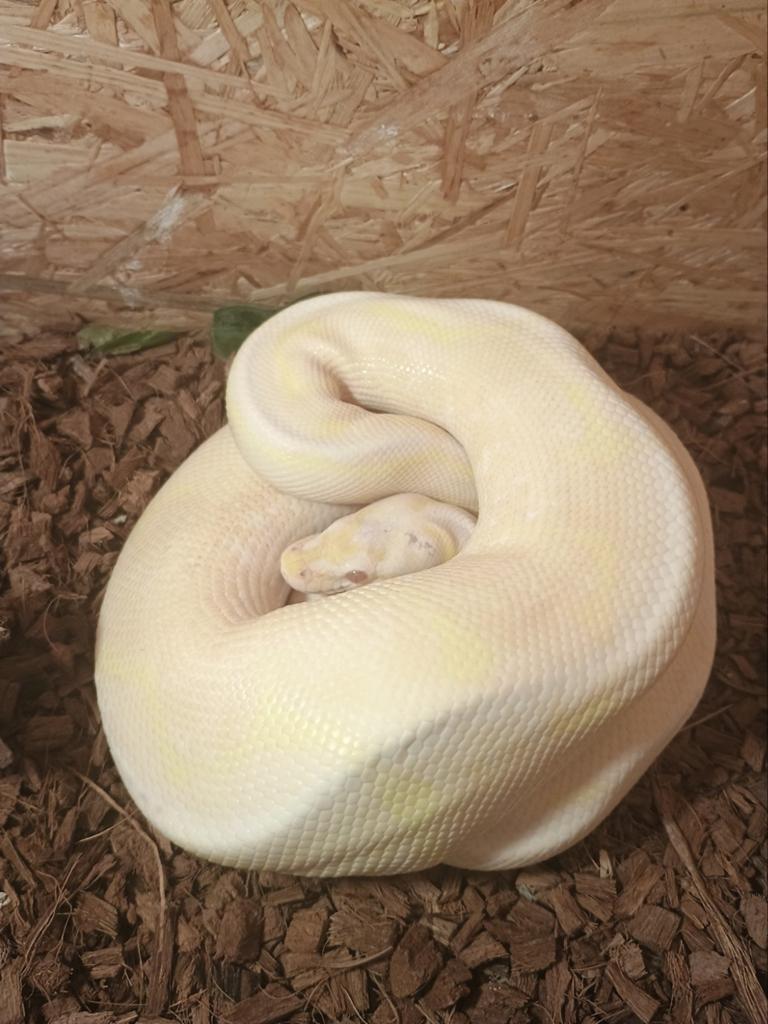 Ball Python man, Dieren en Toebehoren, Reptielen en Amfibieën