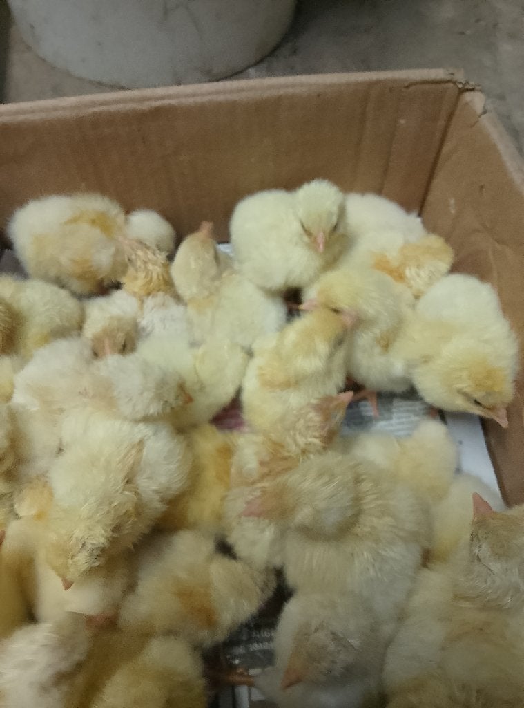 Kuikens Poule de Bresse, Dieren en Toebehoren