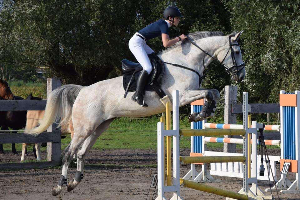 Zeer brave  merrie zoekt 5 sterren huisje 12 jaar, Dieren en Toebehoren, Paarden, Merrie, Springpaard, Met stamboom, Zadelmak