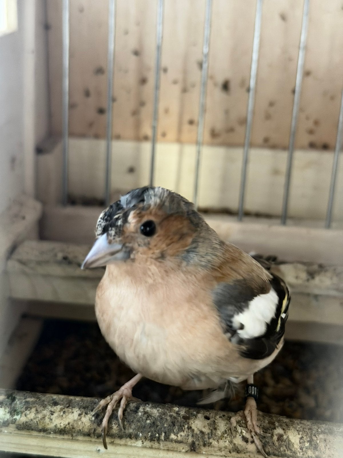 Agaat botvink voor de kweek, Dieren en Toebehoren, Vogels | Overige Vogels