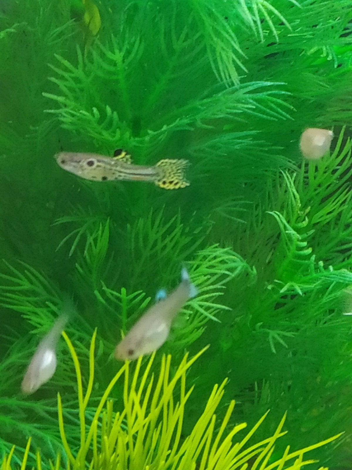 Guppy endler, Dieren en Toebehoren, Vissen | Aquariumvissen