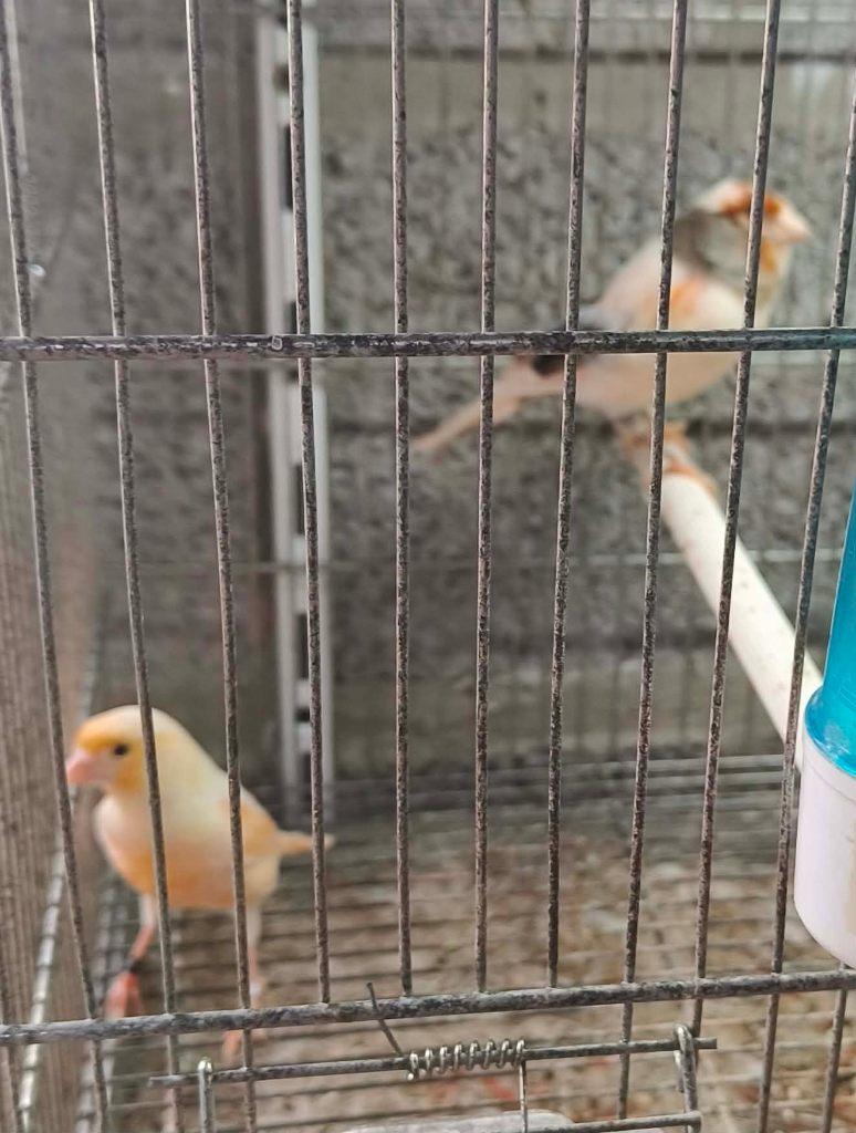kweekkoppels te koop, Animaux & Accessoires, Oiseaux | Canaris, Canari de posture, Plusieurs animaux