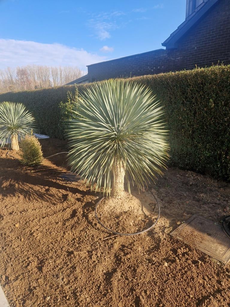 Palmlelie, Tuin en Terras, Ophalen