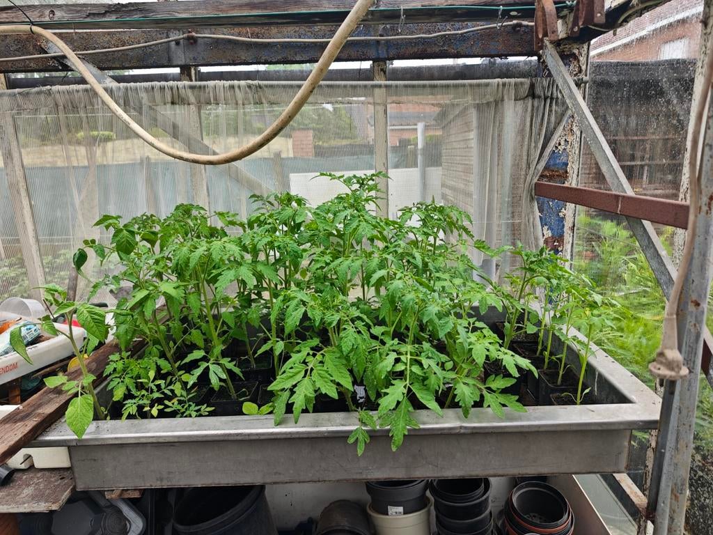 Tomatenplanten "Biefstuk" . Zeer gezond., Ophalen