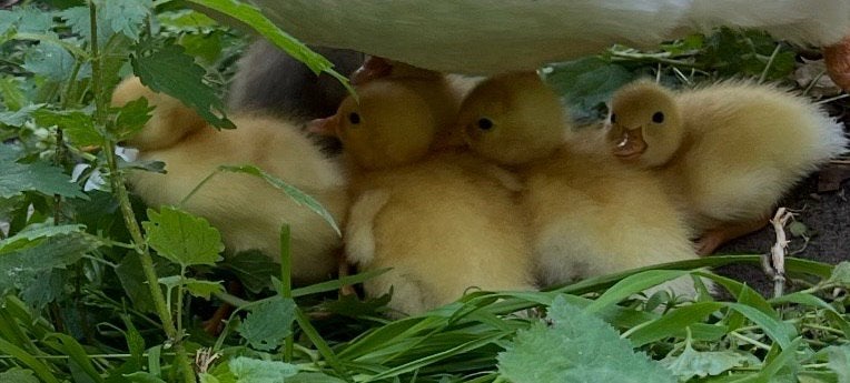 6 loopeenden kuikentjes de ouders hebben een kuifje, Dieren en Toebehoren, Pluimvee