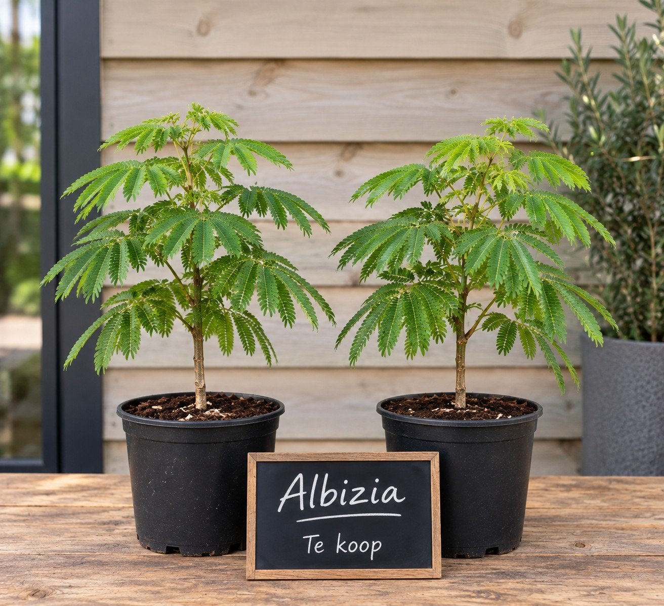 Albizia julibrissin /Perzische slaapboom, Enlèvement