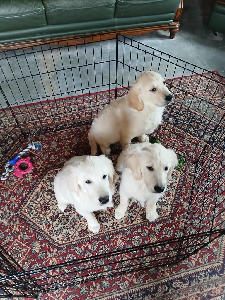 Chiots Golden Retriever, Golden retriever, Plusieurs, Hépatite contagieuse (maladie de Rubarth), Belgique