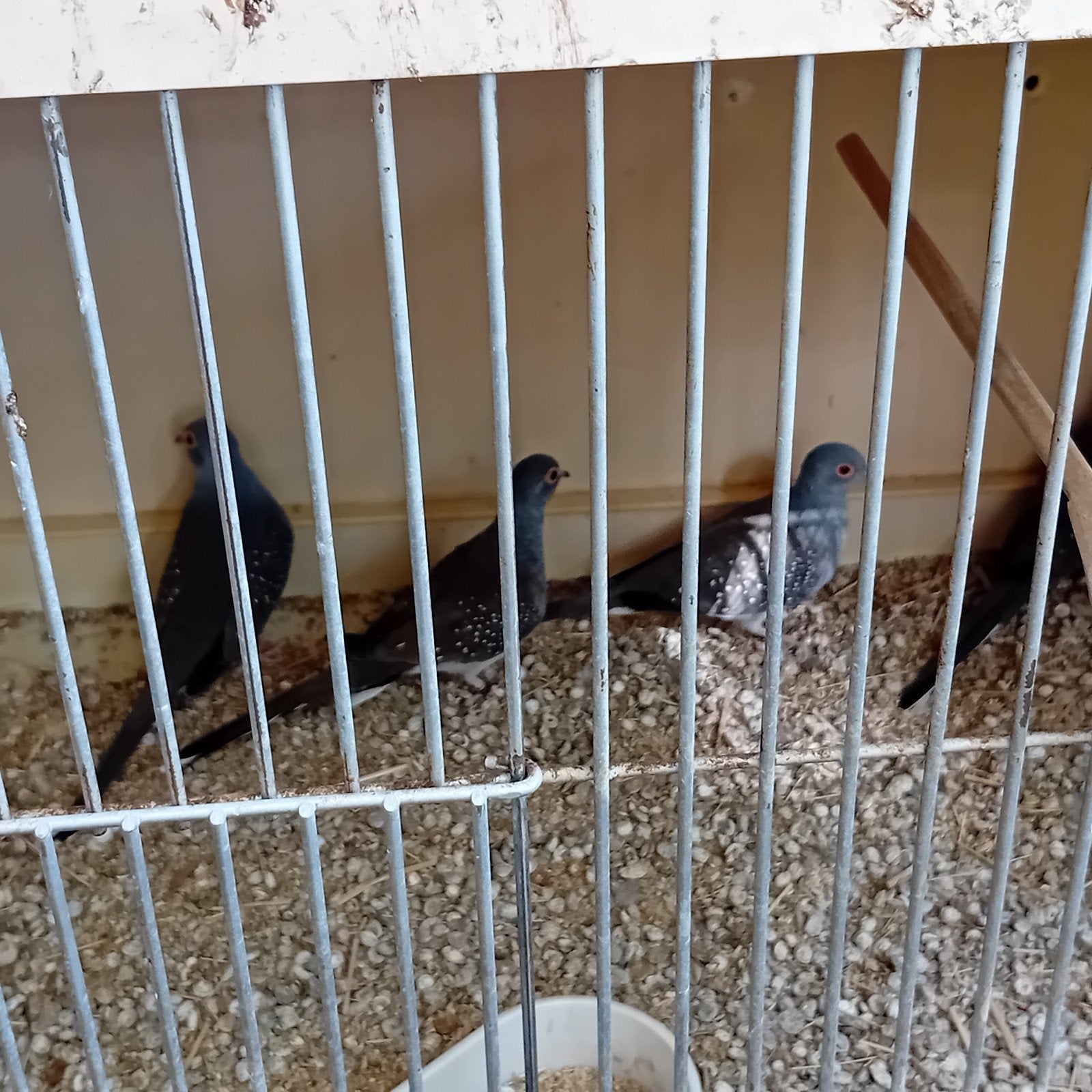 koppel diamantduiven, 10€ koppel staan op de foto's, Dieren en Toebehoren
