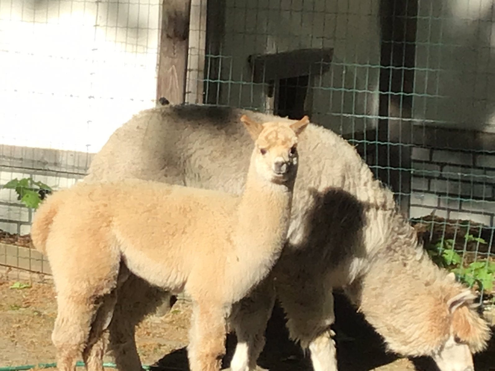 Alpaca, Mei, Mannelijk