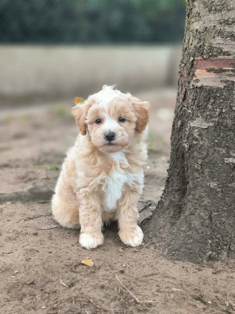 Prachtige maltipoo pupjes bij ons geboren!!, België, CDV (hondenziekte), 8 tot 15 weken, Meerdere