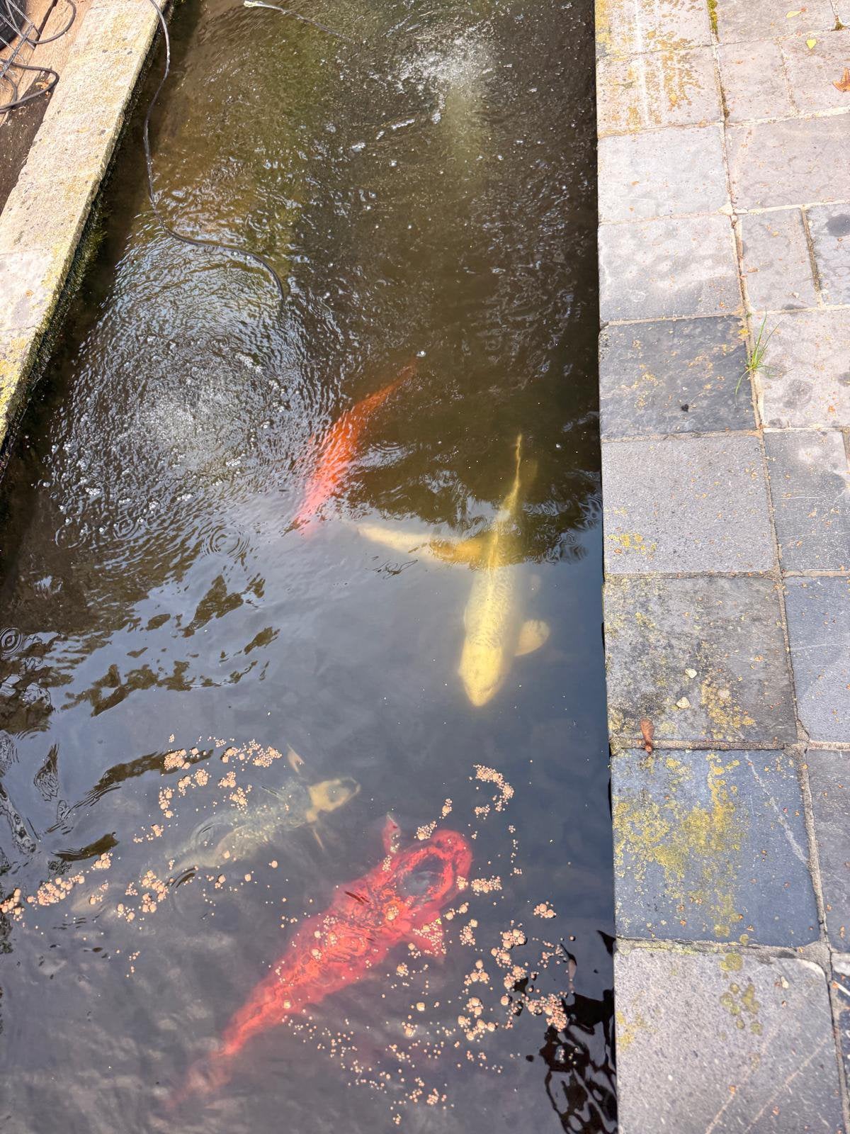 Koï (3 pièces) et carpes (3 pièces), Enlèvement, Comme neuf