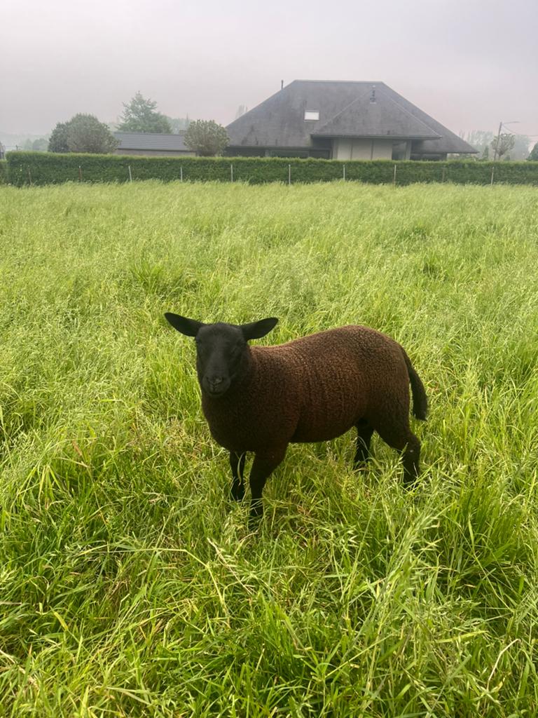 LAATSTE rammen offerfeest