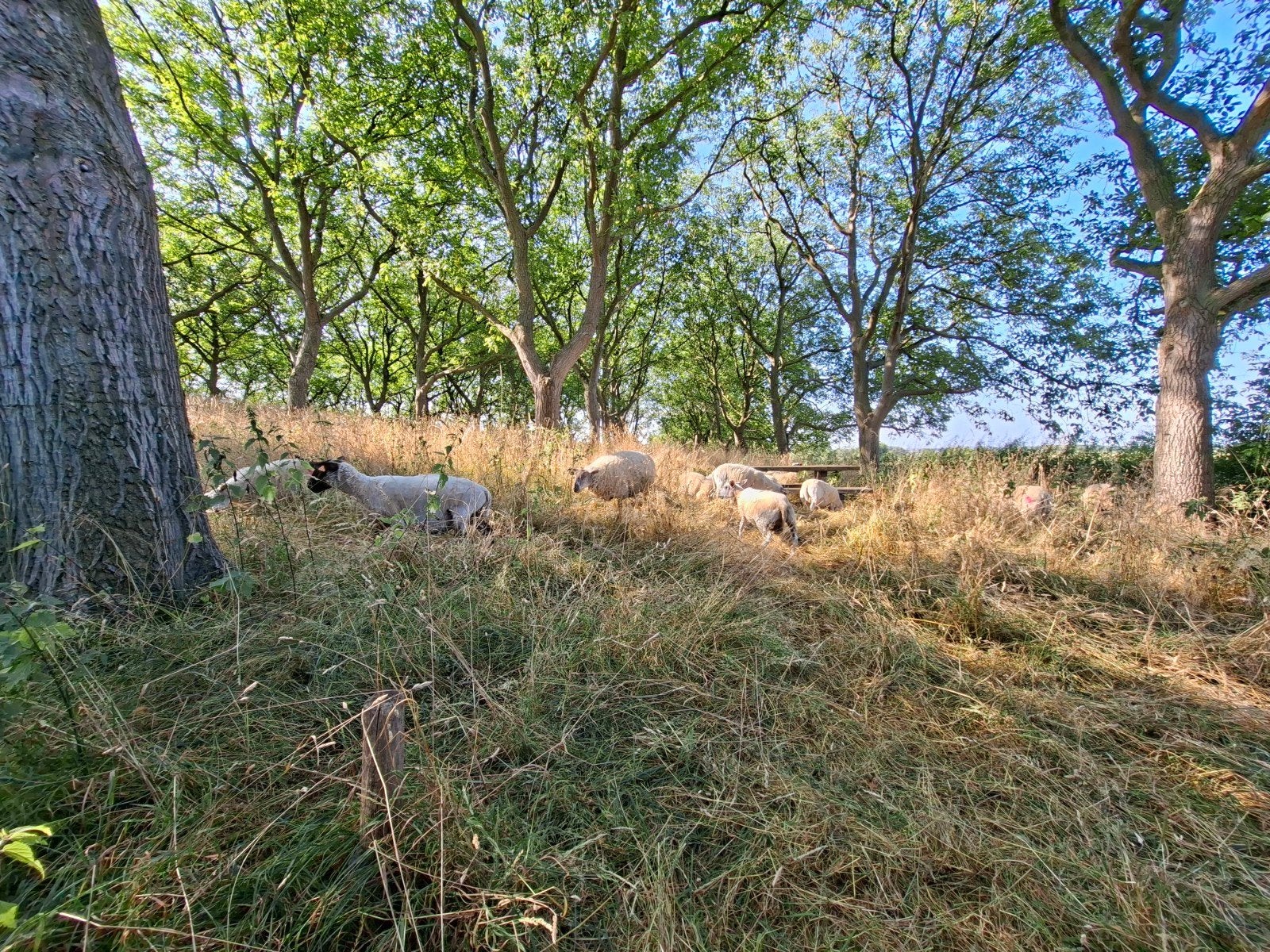 weides,grasland,1jarig grasland,..., Tickets en Kaartjes