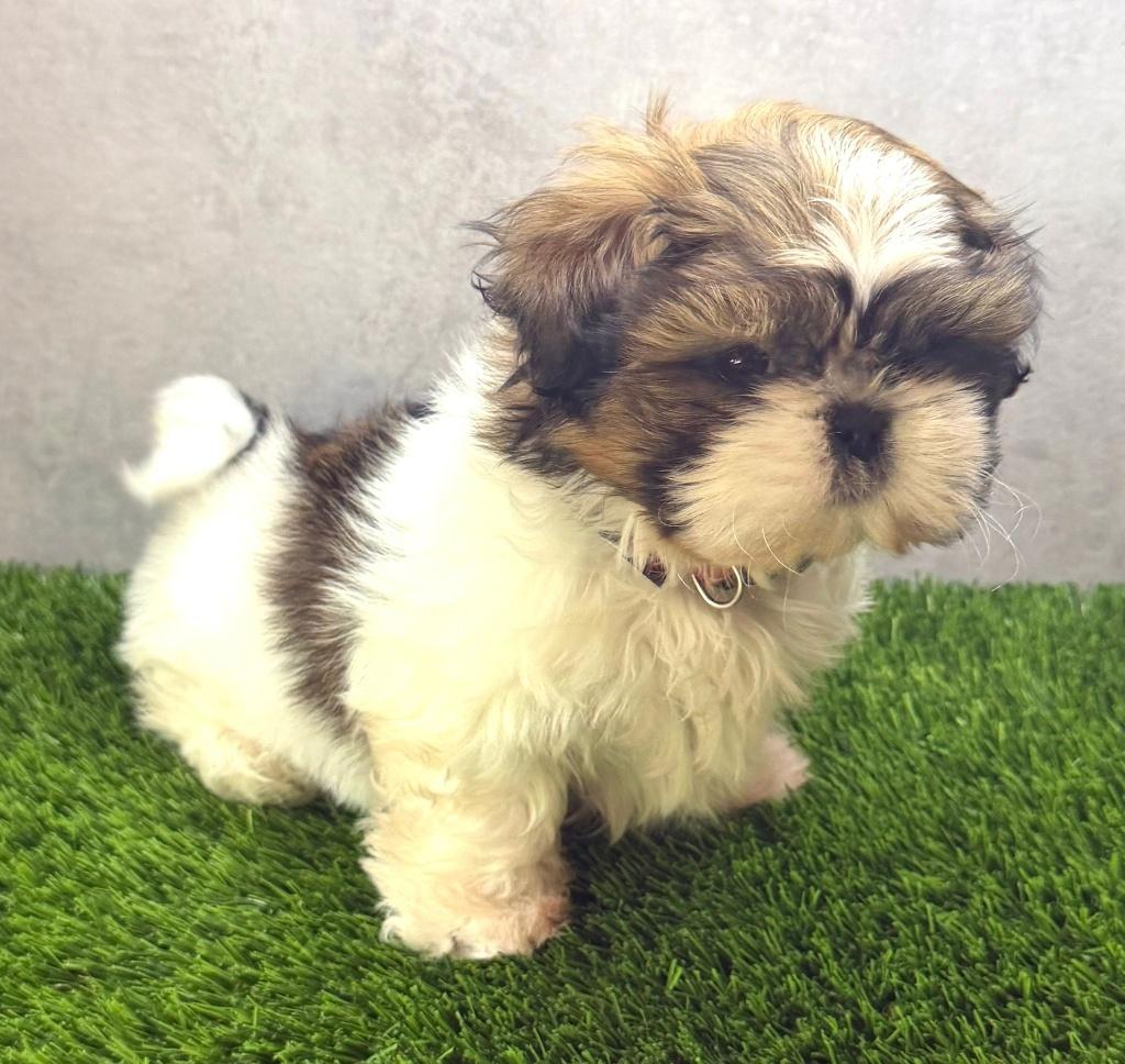 Prachtige Shih Tzu pup, Dieren en Toebehoren, Honden | Chihuahua's en Gezelschapshonden, Parvo, België, Fokker | Hobbymatig, Overige rassen