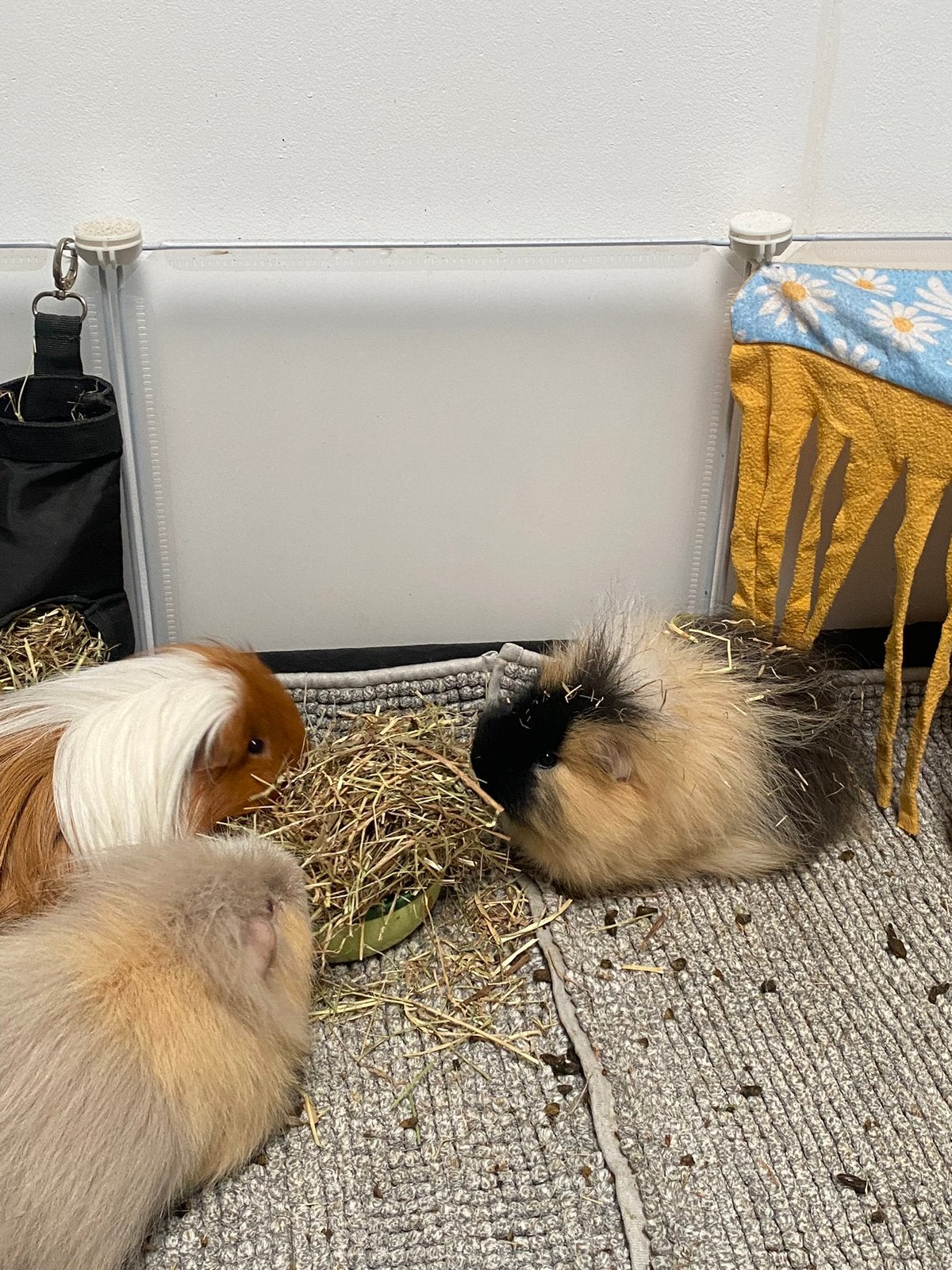 3 lieve cavias zoeken een veilig plekje, Dieren en Toebehoren, Januari, Cavia, Tam