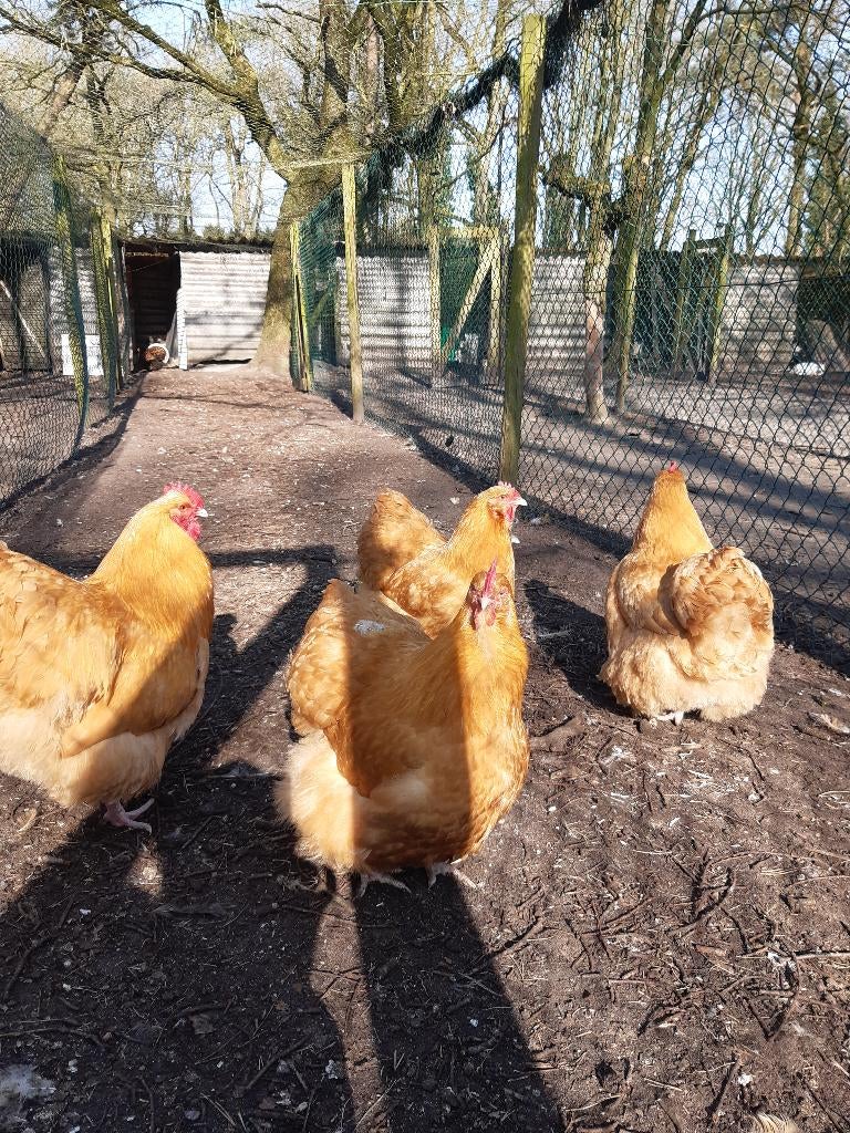 orpington broedeieren, Geslacht onbekend, Kip